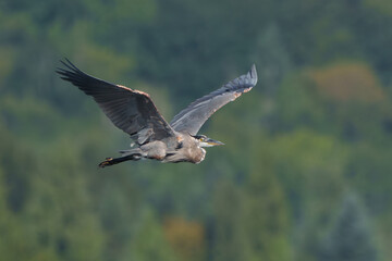 Obraz premium Beautiful blue heron bird soaring over a sunlit forest in the morning