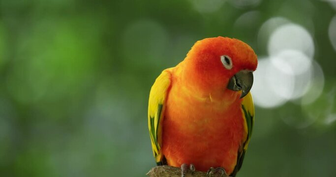 The sun parakeet (Aratinga solstitialis), also known in aviculture as the sun conure, is a medium-sized, vibrantly colored parrot. High definition shot at 4K, Slow motion video footage.
