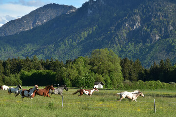 Fototapeta na wymiar Pferde verschiedener Rassen auf der Weide