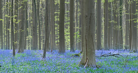 Beautiful view of the Hallerbos