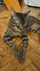 Playful Tabby Cat on Wooden Floor