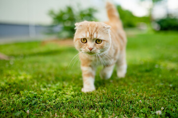 Young playful red Scottish Fold cat relaxing in the backyard. Gorgeous striped peach cat with...