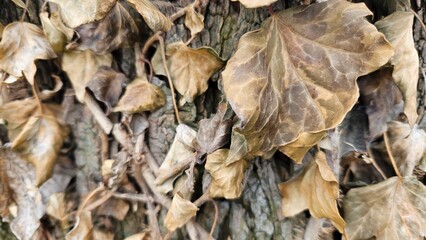 Autumn Leaf on Tree Bark