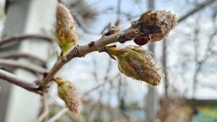 Spring Awakening: Ladybug on Budding Branch