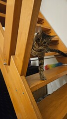 Curious Cat Peeking Through Stairs