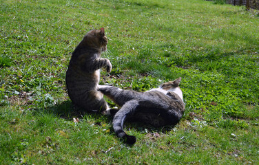 Cats fighting in a garden
