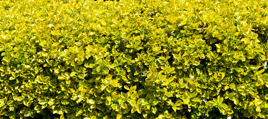 Evergreen spindle background. Golden Japanese Euonymus