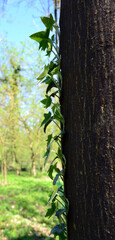 Ivy climbing a tree trunk