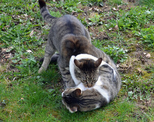 Cats fighting outdoor - 787426993