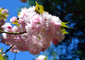 Japanese flowering cherry. Oriental cherry blossom, sakura