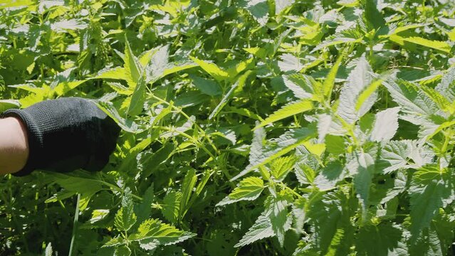 Close up of woman's hand picking fresh raw stinging nettle (Urtica dioica). Healthy diet, natural cure, wild medicinal herbs. . High quality 4k footage