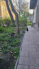 Urban Garden Cats