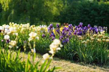 Colorful iris flowers blossoming on a flower bed in the park on sunny summer evening. - obrazy, fototapety, plakaty