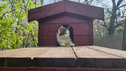 Curious Cat in Garden Shelter