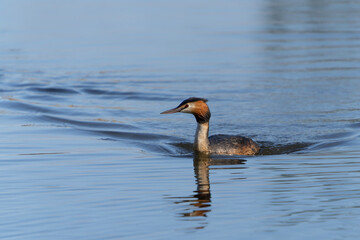 Great crested grebe (Podiceps cristatus) Colorful water bird. Reflection of the animal. Gelderland in the Netherlands.     