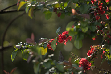 Red flowers, green leafs