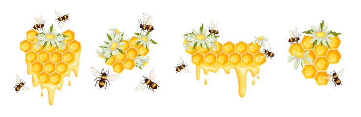 Set of honeycombs with chamomile wildflowers and honey bees.Vector graphics.
