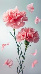 Soft pink carnation in full bloom against a pale blue background