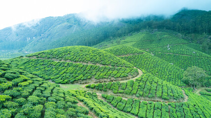Munnar is the most beautiful tea garden in Kerala 