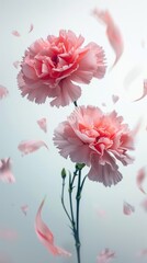 Fototapeta na wymiar Soft pink carnation in full bloom against a pale blue background