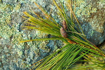 close up of a pine bough with pine cones