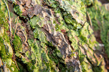 moss on tree bark