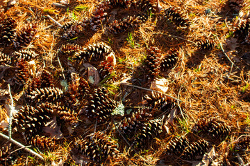 pinecones