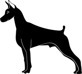 Doberman dog