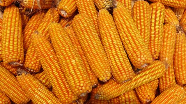 Extreme close-up views of shucked corncobs stacked up.