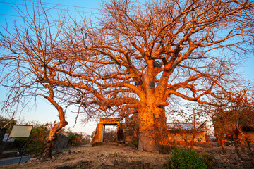 Baobab trees in Mandu, India