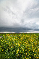 Stormy clouds over a field of flowering rapeseed