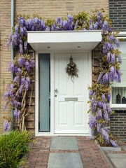Beautiful blue-purple flowers of Chinese wisteria (Wisteria sinensis) surround the door of a house