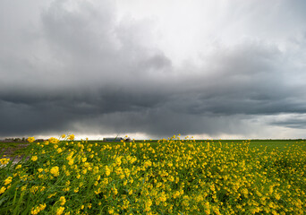 Beautiful contrasting image of a dark gray stormy sky above a field with yellow flowering rapeseed
