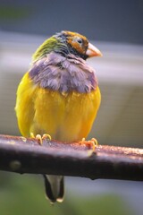 yellow and green parrot