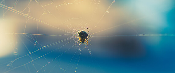 Spider waiting for its prey in its web