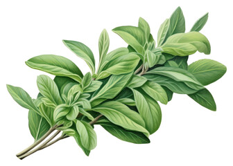 PNG Sage herb herbs plant leaf.