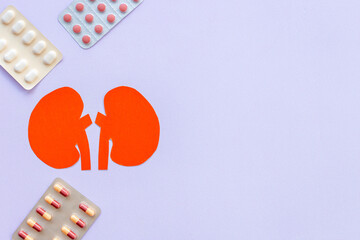 Human organs concept. Healthy kidneys model, top view. Medical background