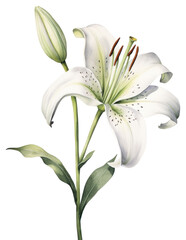 PNG Watercolor lily flower blossom plant white. - obrazy, fototapety, plakaty