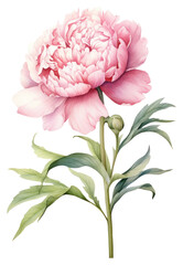 PNG Watercolor peony flower plant rose white background.