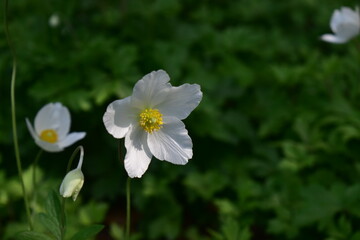 White flowers from Hungary