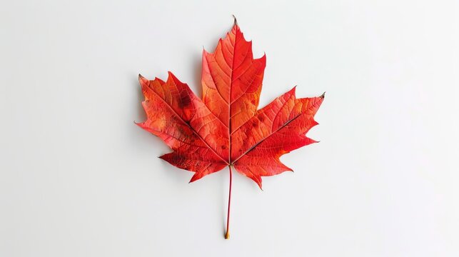 vibrant red sugar maple leaf isolated on white background autumn foliage