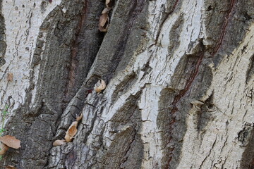 Smooth Coast Live Oak, Quercus Agrifolia Variety Agrifolia, a handsome native monoecious perennial...