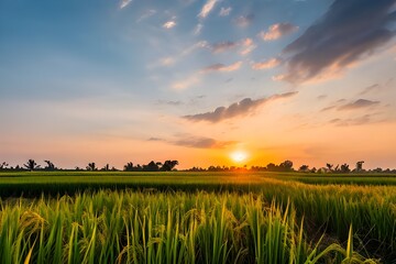  Scenic landscape of a lush green rice field at sunset with vibrant golden sunlight and dramatic clouds, peaceful countryside nature photography.