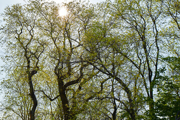 Tree branches at dawn. Against the background of the blue sky.