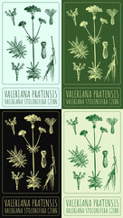 Set of drawing VALERIANA PRATENSIS in various colors. Hand drawn illustration. The Latin name is VALERIANA STOLONIFERA CZERN.