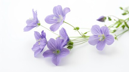 Fototapeta na wymiar delicate purple flowers blooming on pure white background floral still life photography