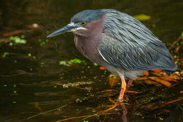 Green heron