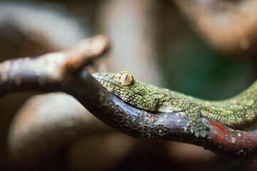 Chamäleongecko, Eurydactolodes vieillardi
