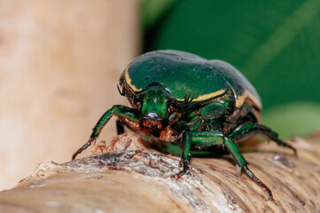 Pachnoda prasina, Käfer