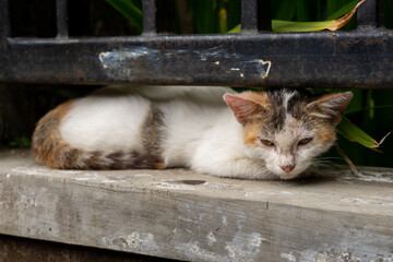 cat on the roof